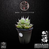 発根済 送料込み  アガベ チタノタ フレイム 烈焰 Agave titanota Flame ARM-Flame-05-02