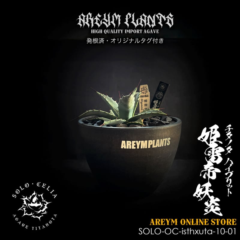 発根済 送料無料でお届け SOLO産ハイブリッド アガベ チタノタ 姫雷帝x