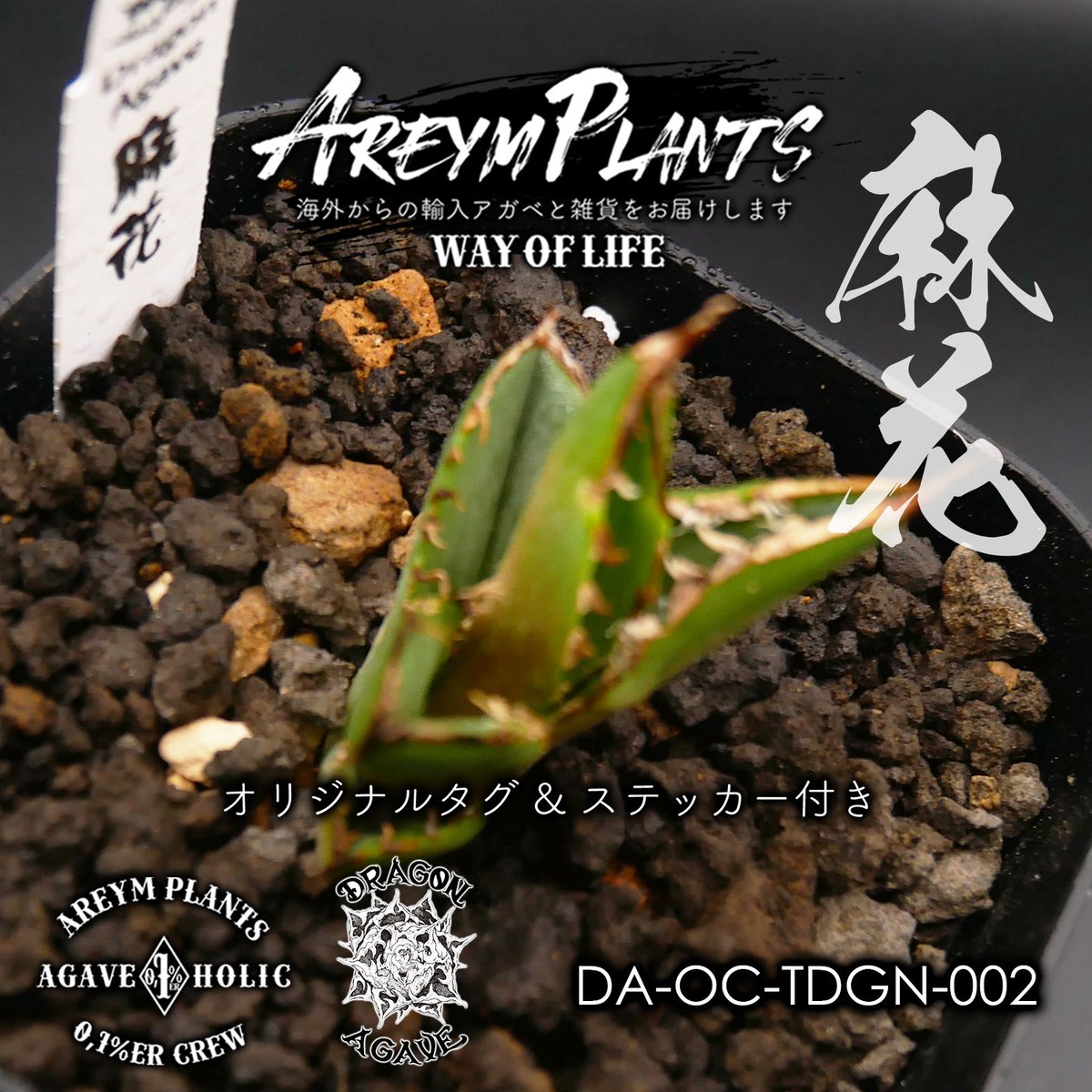 台湾ドラゴンアガベ産 アガベ チタノタ 麻花 agave Twist Dragon 台湾ドラゴンアガベ産 アガベ チタノタ 麻花 agave Twist Dragon