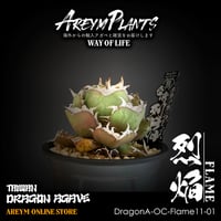 発根済!台湾XZL PLANTS産 アガベ チタノタ 姫厳龍 Agave 発根済!台湾XZL PLANTS産 アガベ チタノタ 姫厳龍 Agave