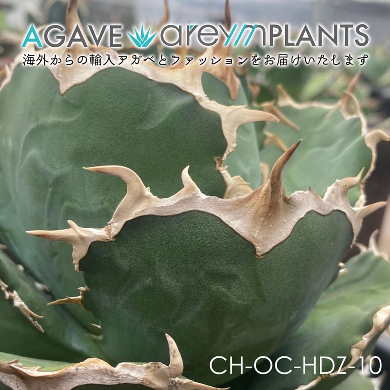 アガベ ハデス 特選 b4 台湾厳選最高級株】【親株&子株付き】アガベ