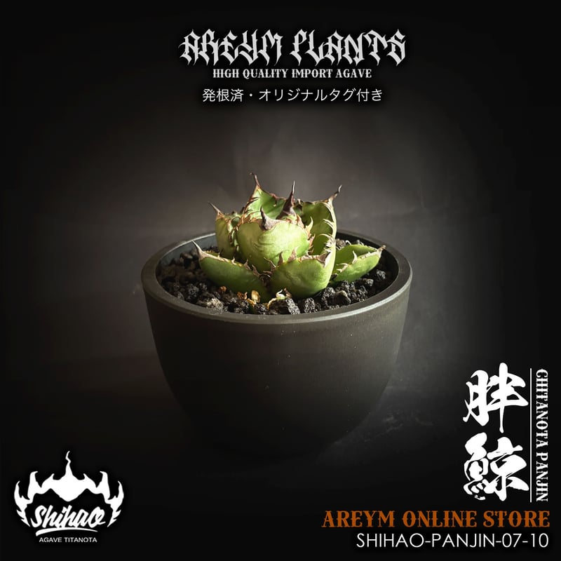 発根済 台湾Shi-hao産 アガベ チタノタ パンジン 胖鯨 agave