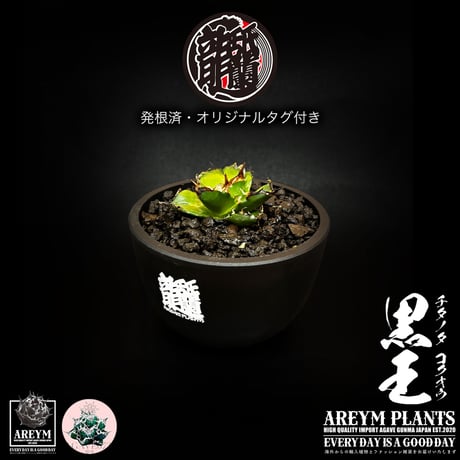 アレイムプランツ