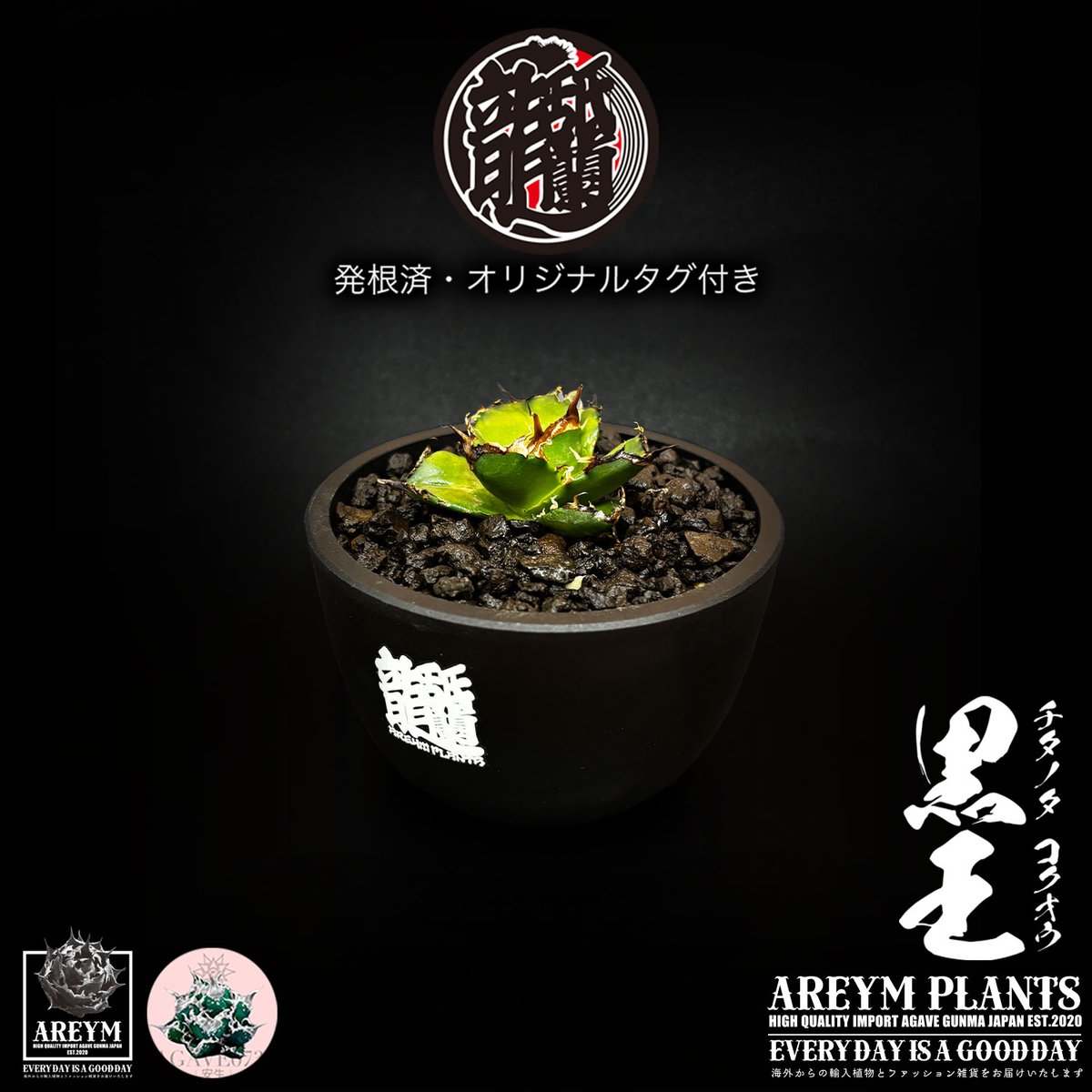 発根済 送料無料 潮龍家 安生産 アガベ チタノタ 黒王 agave titanota
