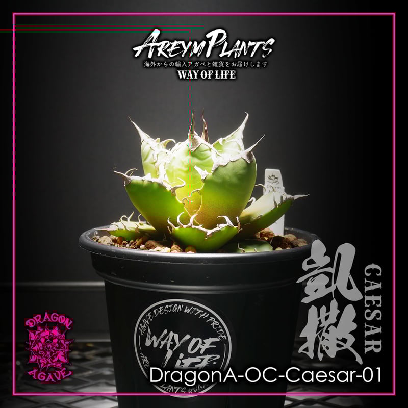 アガベ チタノタ シーザー 【台湾輸入】