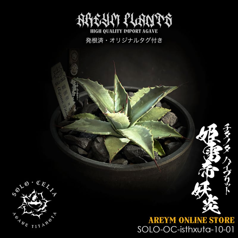 発根済 送料無料でお届け SOLO産ハイブリッド アガベ チタノタ 姫雷帝x