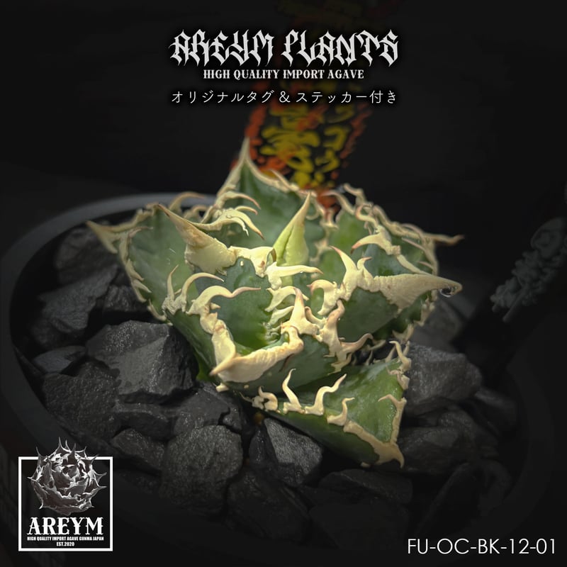 アガベ チタノタ 白毫刺 agave titanota byakugoushi【FU-OC-B