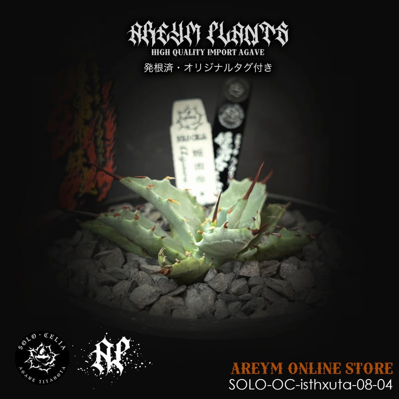 Titanota × ConfederateRose チタノタハイブリッド アガベ ハイブリッド チタノタ × コロラータ Agave hybrid