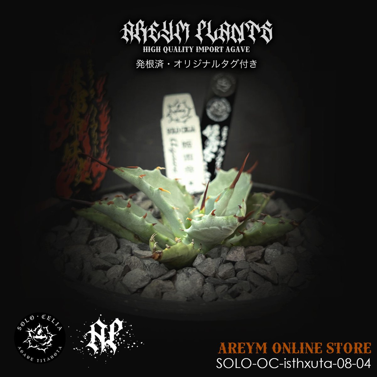 【goodtaniku】ハイブリッド　血雷×チタノタ goodtaniku】ハイブリッド 血雷×チタノタ goodtaniku