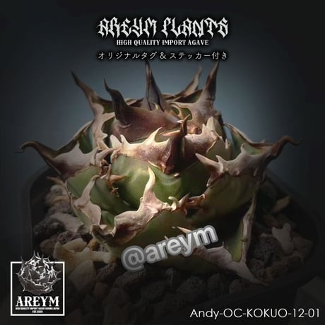 アガベ鳳凰 | STORES