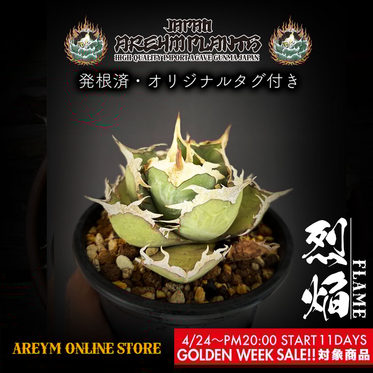 アガベ・チタノタ 烈焔（ボールタイプ）大-004｜agave titanota