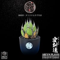 発根済 送料無料 アガベ ホリダ 霍利達 Agave horrida ARM-HORIDA-06-02