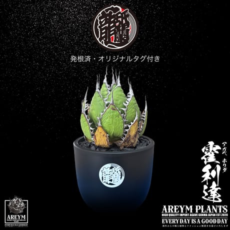 アガベホリダ | STORES