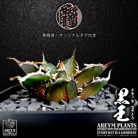 発根済 送料無料 潮龍家 安生産 アガベ チタノタ 黒王 agave titanota kokuo【Andy-OC-KOKUO-002-02】