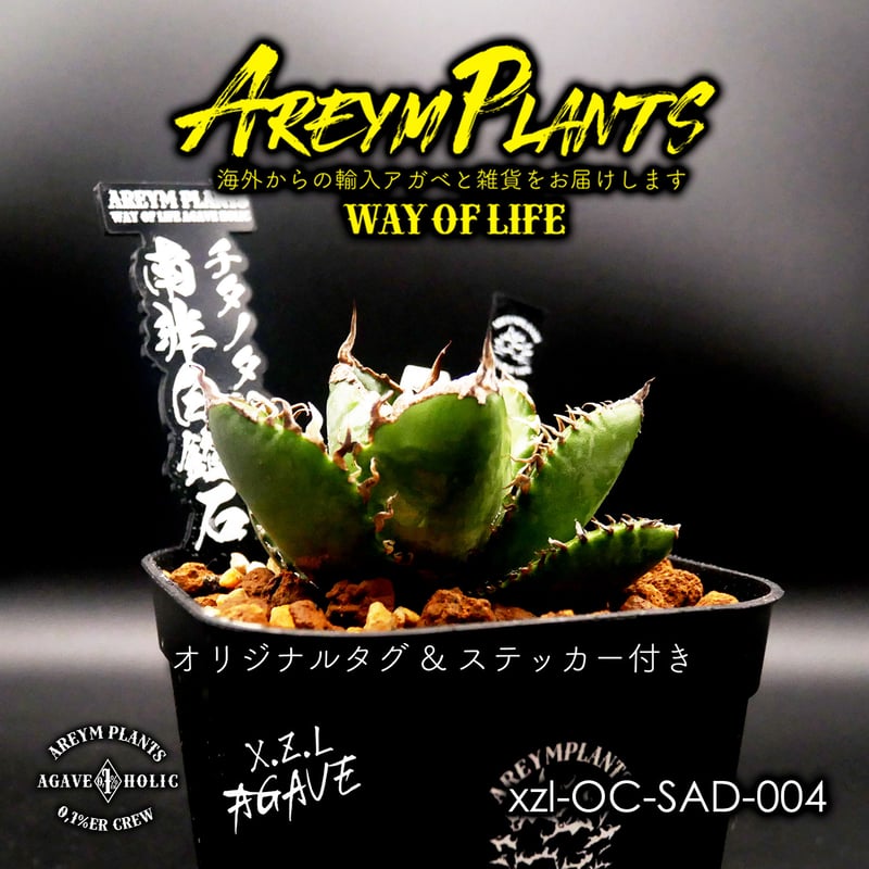 【親株出品】南アフリカダイヤモンド　SAD　おまけ付き アガベSAD 南アフリカダイヤモンドOC株台湾アガベ