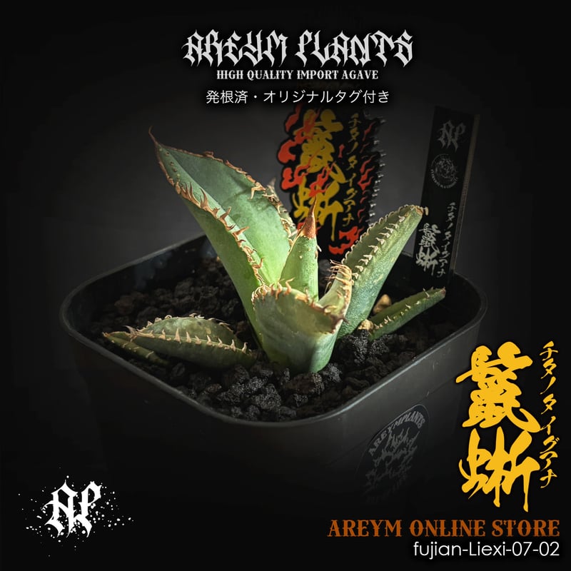 アガベ チタノタ 鬣蜥Iiexi 発根済 福建省産 アガベ チタノタ 鬣蜥 イグアナ Agave Titanota