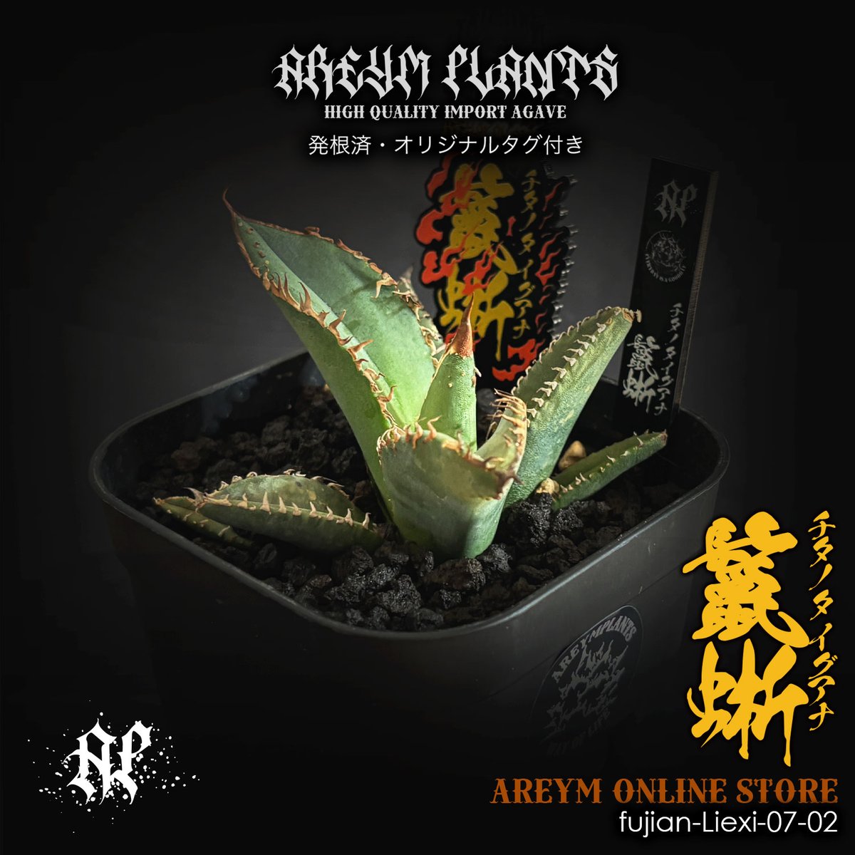 Abyss TAENIA L タエニア アビス タエニア