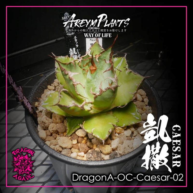 ドラゴンアガベ産！アガベ チタノタ シーザー 凱撒 台湾 Agave 