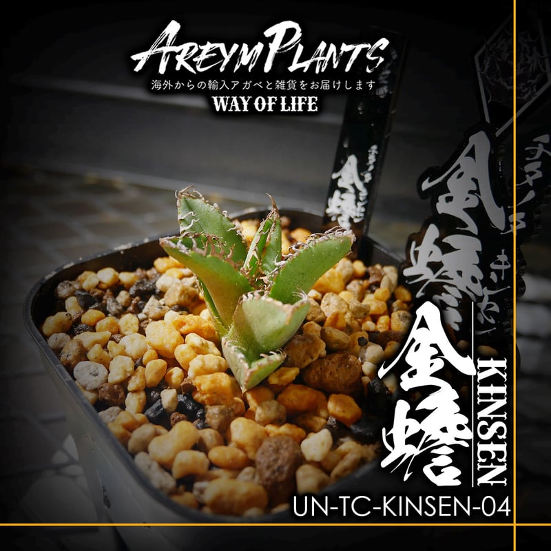 錦フェア【匿名配送】激レア発根済みアガベチタノタ豆豆龍錦【TC】