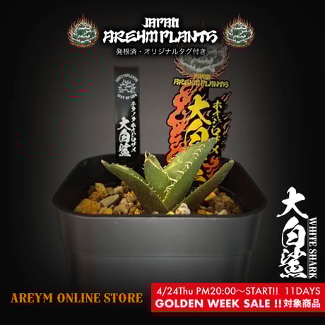 アガベ中株】サイドわしゃわしゃ、希少！オリジン