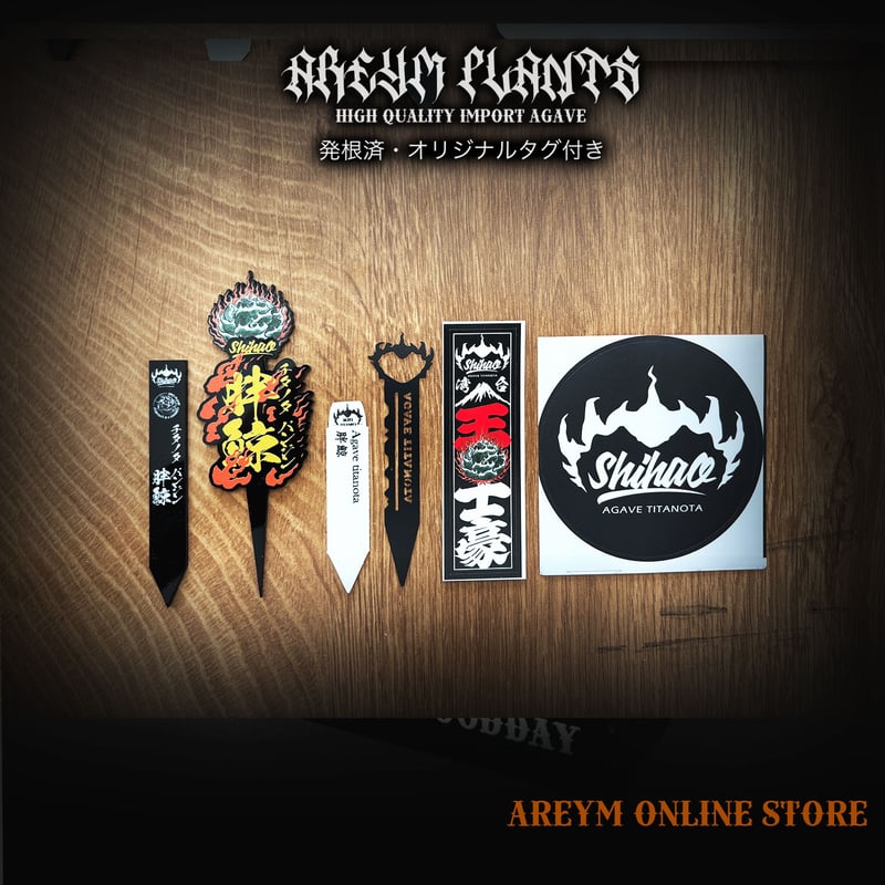 アガベ オテロイ 胖鯨 パンジン 親株　シマムラ園芸購入 アガベ オテロイ 胖鯨 パンジン 親株 シマムラ園芸購入