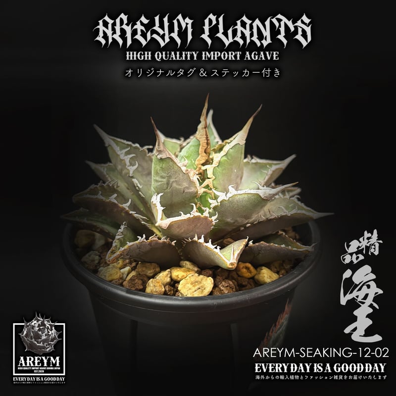 アガベ チタノタ 海王 税込・送料無料でお届け致します アガベ チタノタ 精品海王 Agave