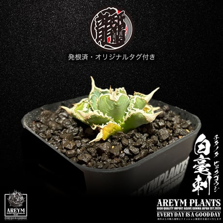 白毫刺 | STORES