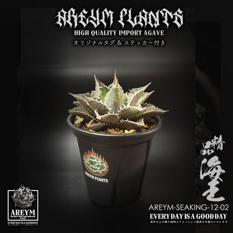 アレイムプランツ