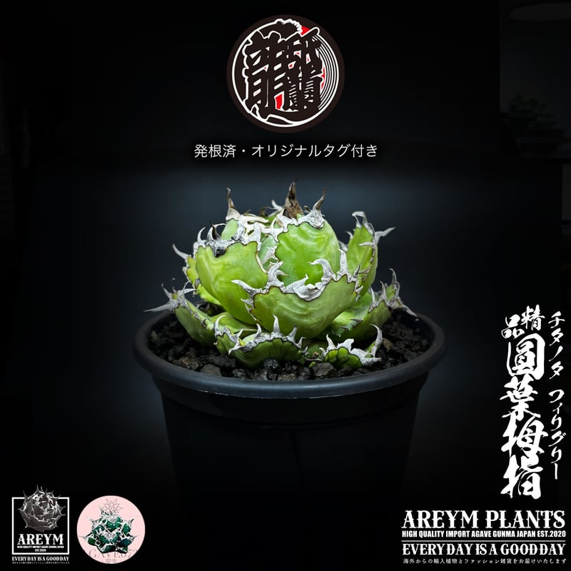発根済 送料無料 アガベ チタノタ フィリグリー 精品 圓葉拇指 Agabe