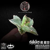送料無料でお届け致します  台湾 Shi-hao アガベ チタノタ ホシゾラ 元祖 星空 発根管理株 (Shi-hao産/TC株/小株/SHIHAO-HOSHIZORA-04-05)