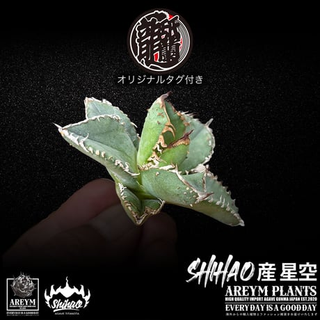 アガベ星空 | STORES