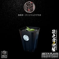 発根済 送料無料. 鉢植えのまま発送 青雀　笹之雪×兜蟹 agave hybrid victoriae-reginae x isthmensis Kabutogani