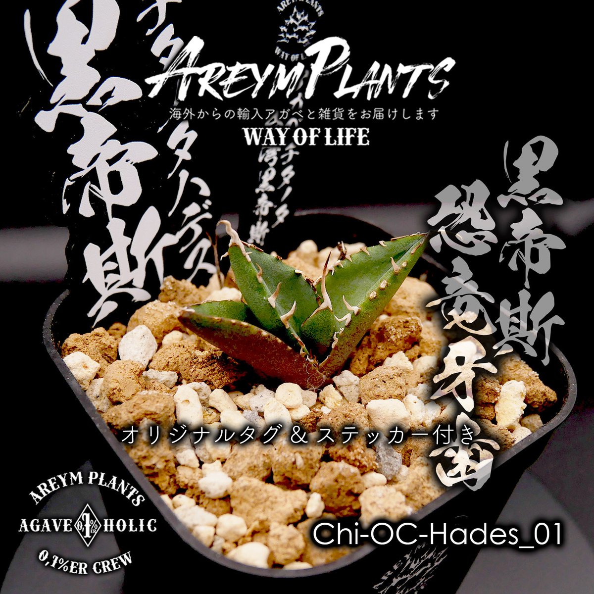 多肉植物 アガベ チタノタ ハデス 美株 2株同梱 発根済 アガベ チタノタ ハーデス ハデス 発根済 Yahoo!オークション - HADES