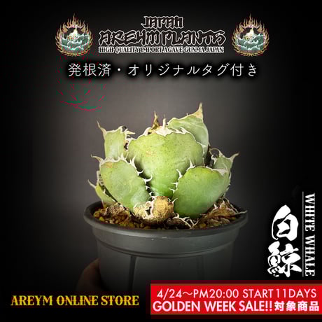 アガベ　ハデス　子株2個付き Yahoo!オークション - 【子株複数付き】アガベ チタノタ ハデス