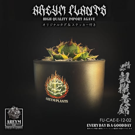 アガベチタノタシーザー | STORES