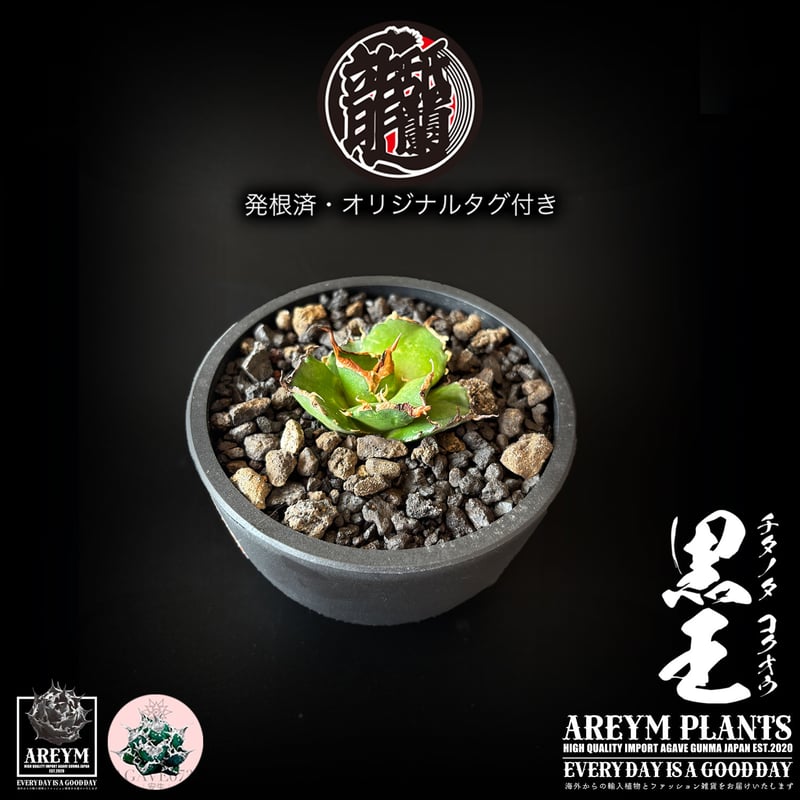 発根済 送料無料 潮龍家 安生産 アガベ チタノタ 黒王 agave titanota