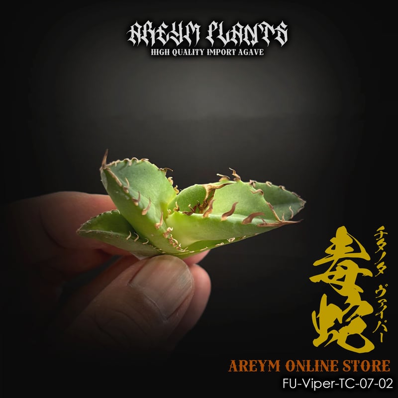 アガベ　チタノタ　中株 アガベ・チタノタ 鳳凰 子株-002｜agave titanota Phoenix | Pl