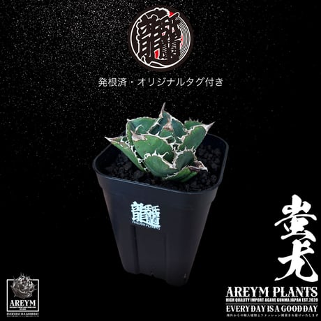 税込・送料無料でお届け致します 雲南省産 アガベ チタノタ 蚩尤 agave titanota siyu AREYM-TC-SIYU-06-01