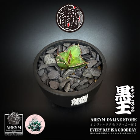 発根済 送料無料 潮龍家 安生産 アガベ チタノタ 黒王 agave titanota kokuo【Andy-OC-KOKUO-002-01】