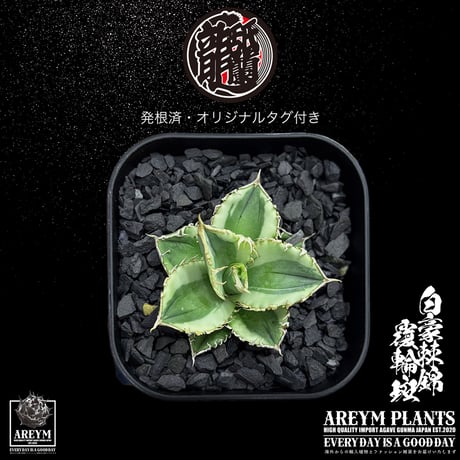 発根済 送料無料 アガベ チタノタ 白毫刺錦 白豪刺錦  覆輪斑 agave titanota byakugousi【ARM-OC-BYAKU-06-01】