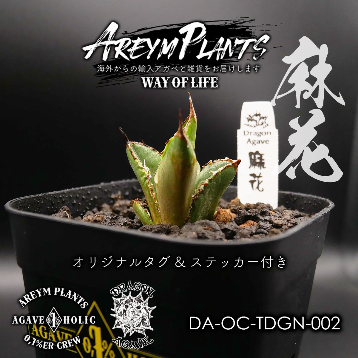 アガベ 麻花 麻花龍 ぶつぶつ 子株 OC 【公式通販】