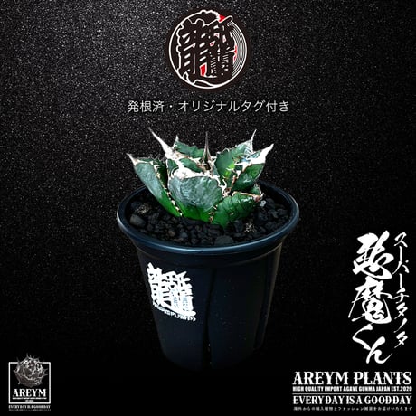 デカ株 チタノタ「惡魔 Medusa」悪魔くん プレステラ105 タグ鉢ごと発送 悪魔くん | STORES
