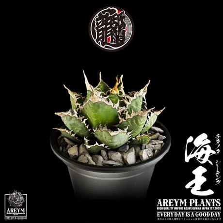 税込・送料無料でお届け致します アガベ チタノタ  精品海王 Agave titanota Sea King (AREYM-SEAKING-04-01)