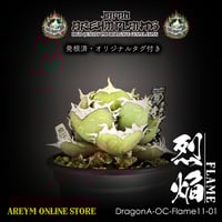 台湾ドラゴンアガベ産 アガベ チタノタ 麻花 agave Twist Dragon 台湾ドラゴンアガベ産 アガベ チタノタ 麻花 agave Twist Dragon