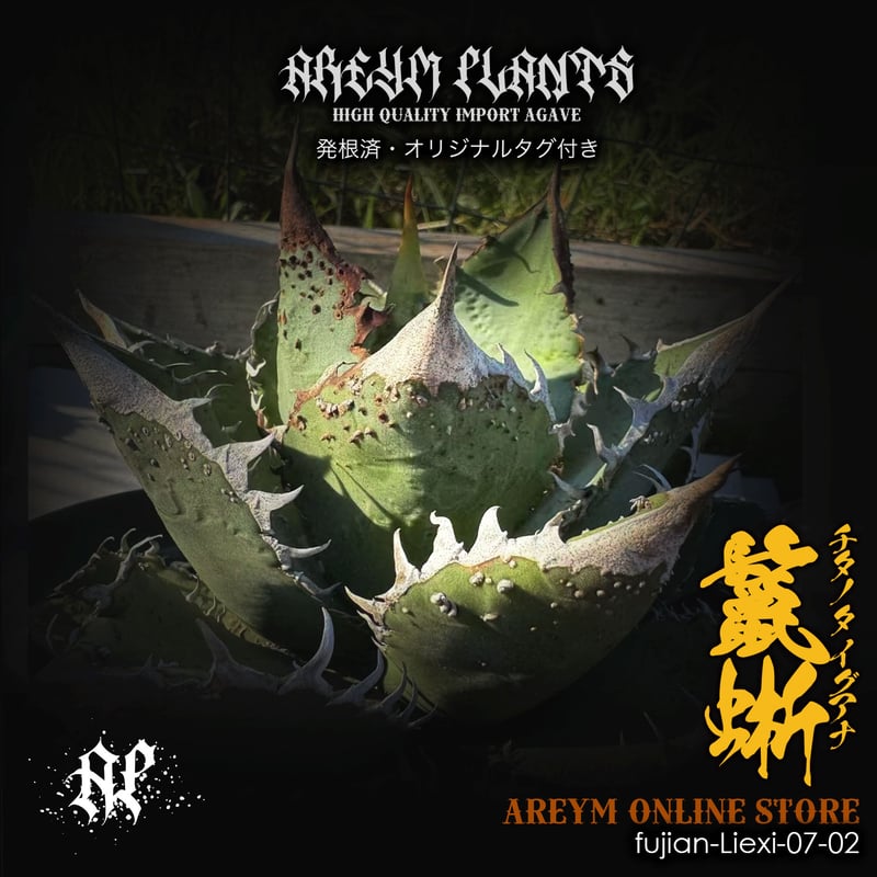発根済 福建省産 アガベ チタノタ 鬣蜥 イグアナ Agave Titanota