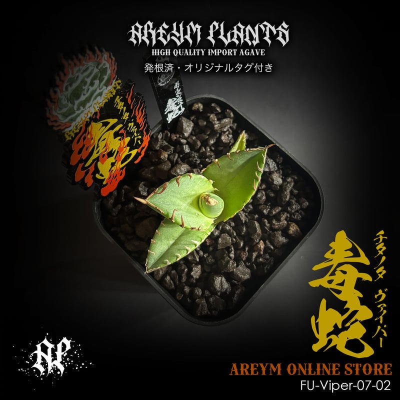 w*y様 c5 超優秀血統 激アレ台湾産 多肉植物アガベ チタノタ 毒蛇 子株 w*y様 c5 超優秀血統 激アレ台湾産 多肉植物アガベ チタノタ