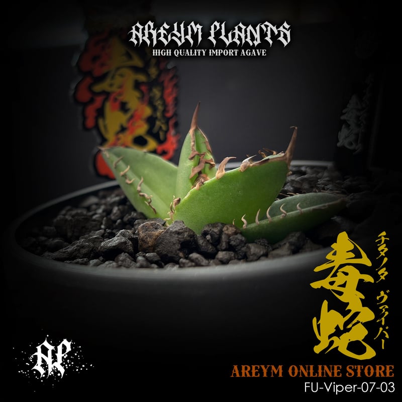 発根済 福建省産 アガベ チタノタ 毒蛇 Agave Titanota Viper