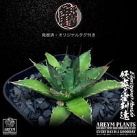 発根済 送料無料 Agave Hybrid eborispina x horrida 妖炎 x 霍利達 ARM-HYB-06-03