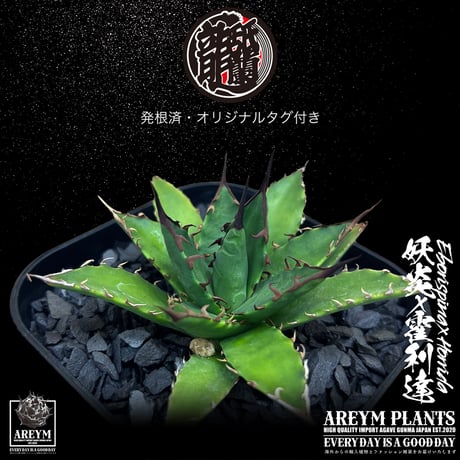 CATEGORY 霍利達 ×怒雷甲蟹 | アレイムプランツ