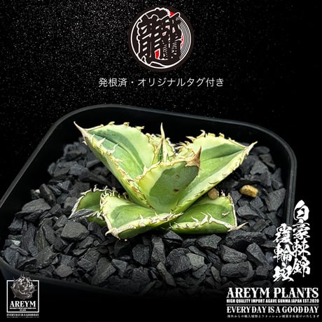 発根済 送料無料 アガベ チタノタ 白毫刺錦 白豪刺錦  覆輪斑 agave titanota byakugousi【ARM-OC-BYAKU-06-01】